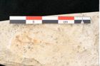 Foto (Detailansicht) von Myrsine selenes Unger (NHMW-GEO-2024-0188-8159)
